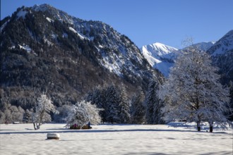 Winter landscape in the snow, snow-covered trees, mountains of the Allgäu Alps in the background,