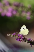 A Cabbage butterfly (Pieris brassicae) sucking nectar on the flower of the purple loosestrife