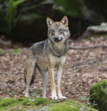 Wolf (Canis lupus) standing on a moss-covered rock and looking attentively, captive, Bavarian