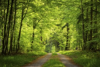 A forest path in a forest with various deciduous trees. Sunshine, good weather, no sky, low