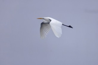 White bird gliding calmly with outstretched wings through the grey sky, Great White Egret (Ardea