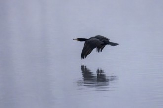 A cormorant flies in a foggy environment just above water, wings wide open, Cormorant,