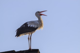 Stork, white stork (Ciconia ciconia), sitting on the roof of a house, evening light, Loisach-Lake