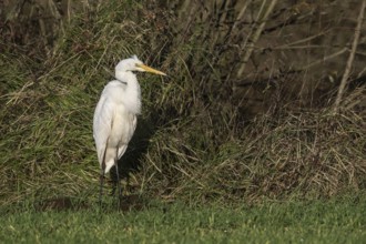 Great White Egret (Ardea alba), Emsland, Lower Saxony, Germany, Europe