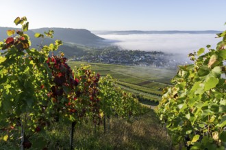 A village at the foot of a hill, surrounded by vineyards and covered in morning mist,