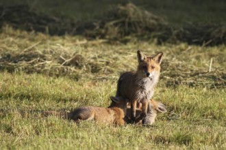 Red fox (Vulpes vulpes) female suckling young on a mown meadow, Allgäu, Bavaria, Germany Allgäu,