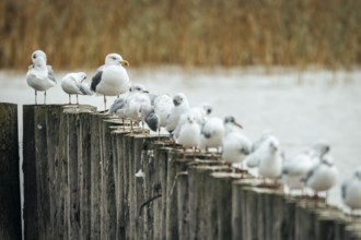 Gulls (Larinae) sitting densely packed on wooden piles on the shore, Lake Neusiedl, Burgenland,