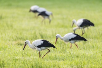 White storks (Ciconia ciconia) foraging in a meadow in the early morning, dew beads on the grass,