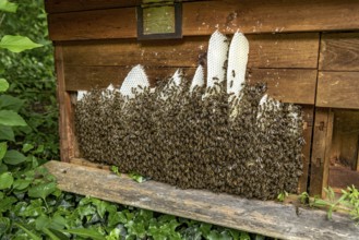 Bee colony, many bees, Western or European honey bee (Apis mellifera), wild construction of natural