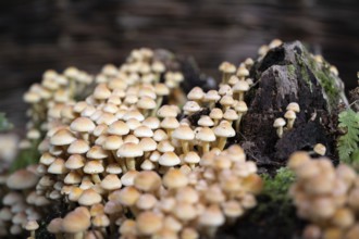 Conifer tuft (Hypholoma capnoides), also known as honey agaric, grows on a dead tree stump in a