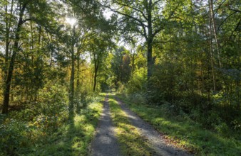 Forest path in autumn, trees with colourful leaves in backlight with sun star, Lower Saxony,