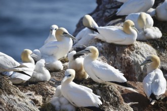 Northern gannet (Morus bassanus) on Heligoland with offspring, Schleswig-Holstein, Germany, Europe