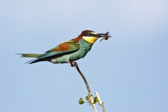 Bee-eater (Merops apiaster), bird on a perch with an insect in its beak, Salzlandkreis,