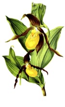 Cypripedium pubescens, Cypripedium macranthos, plant and flower, digitally reworked reproduction of