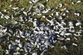 Pigeon feathers after a sparrowhawk attack