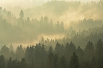 Fog and forest in the light of the setting sun, Baar, Canton Zug, Switzerland, Europe