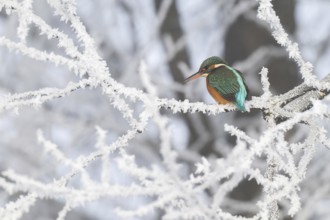 Kingfisher (Alcedo atthis) on its perch, Schlitters, Tyrol, Austria, Europe