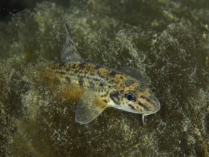 A gudgeon (Gobio gobio) moves over a structured substrate and shows its fins, dive site Zollbrücke,