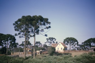 Paraná pines, Araucaria angustifolia, growing around a farmhouse on a farm near Curitiba, Paraná