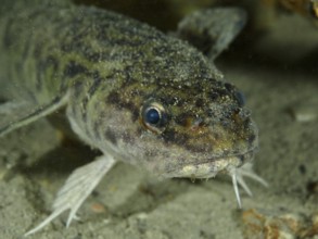 Portrait, close-up of burbot (Lota lota), dive site Kleiner Parkplatz, Herrliberg, Lake Zurich,