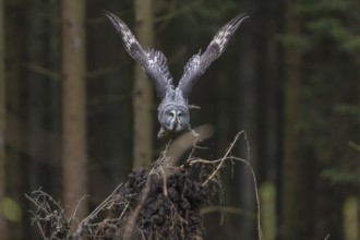 One great grey owl (Strix nebulosa) flying through a spruce forest