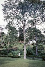 Large rubber tree (Hevea brasiliensis), Trinidad around 1962