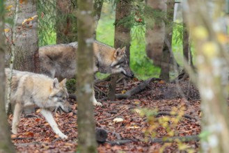 A pack of grey wolves (Canis lupus lupus) run along the edge of a forest on an overcast day