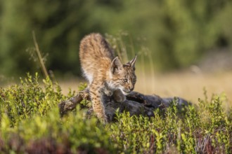 One young (10 weeks old) male Eurasian lynx, (Lynx lynx), walking over a rotten tree