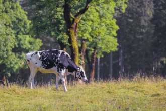 A Holstein Friesian cattle grazing on the alpine pasture with maple trees, Eng valley, Austria,