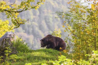 An adult female brown bear (Ursus arctos arctos) stands grazing on a green meadow on top of a hill.