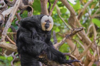 Portrait of a male white-faced saki (Pithecia pithecia) sitting in a tree