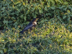 Ring Ousel (Turdus torquatus), adult male, perched in an ivy plant and eating the berries, Hesse,