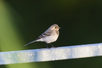 Pied Wagtail (Motacilla alba), juvenile bird perched on a fence, Hesse, Germany, Europe