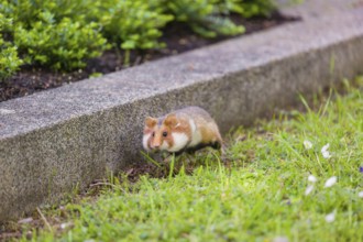 A European hamster (Cricetus cricetus), Eurasian hamster, black-bellied hamster or common hamster,