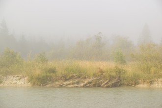 Isar valley nature conservancy area. The wild Isar river flows through its gravel bed past