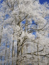 Beech trees (Fagus sylvatica), covered in hoarfrost against a deep blue sky in winter, beside