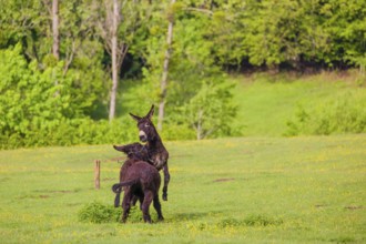 Two mixed breed donkey stallions fight