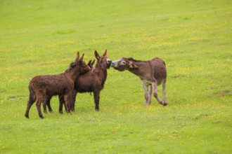 Three mixed breed donkey foals walk side by side to a bad tempered adult female donkey in a paddock