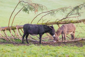 A domestic donkey, Equus (africanus) asinus stands on a green paddock