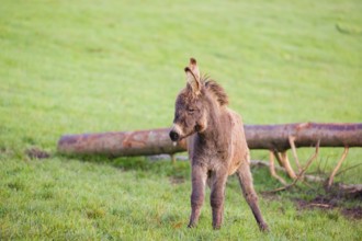 A domestic donkey, Equus (africanus) asinus stands on a green paddock