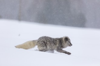 One arctic fox (Vulpes lagopus), (white fox, polar fox, or snow fox) running over a snow covered