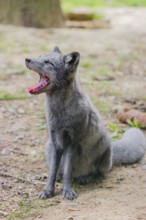 Portrait of a young arctic fox (Vulpes lagopus), (white fox, polar fox, or snow fox) that sits on