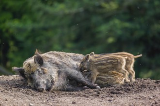 A female wild boar (Sus scrofa) suckles her piglets in a clearing