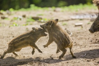 Two Wild boar (Sus scrofa) piglets play on a clearing