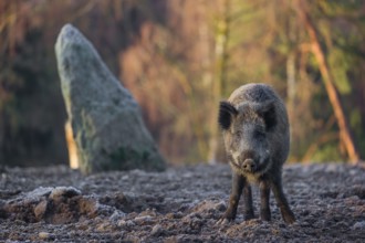 A wild boar or wild pig (Sus scrofa) stands on a frozen field looking for food