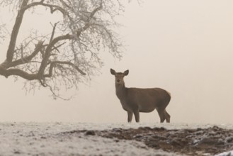 A female red deer (Cervus elaphus) stands next to a pear tree in dense fog on a meadow covered with