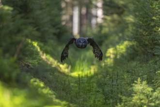 One great grey owl (Strix nebulosa) flying through a forest