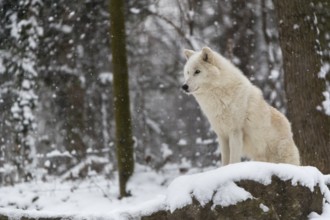 Melville Island wolf (Arctic wolf) standing in snow covered forest, snow falling