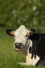 Domestic cattle or cow (Bos taurus) adult farm animal sitting in a grass field, England, United