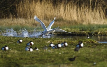 Tundra Swan, Bewick's Swan, Cygnus columbianus in flight at winter in Slimbridge, England, United